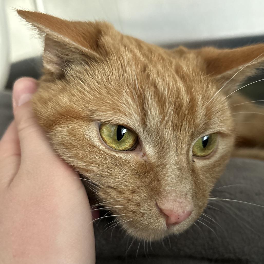 Enlarge KerPlunk, a Adoptable Domestic Short Hair in Detroit Lakes, MN image 4/5