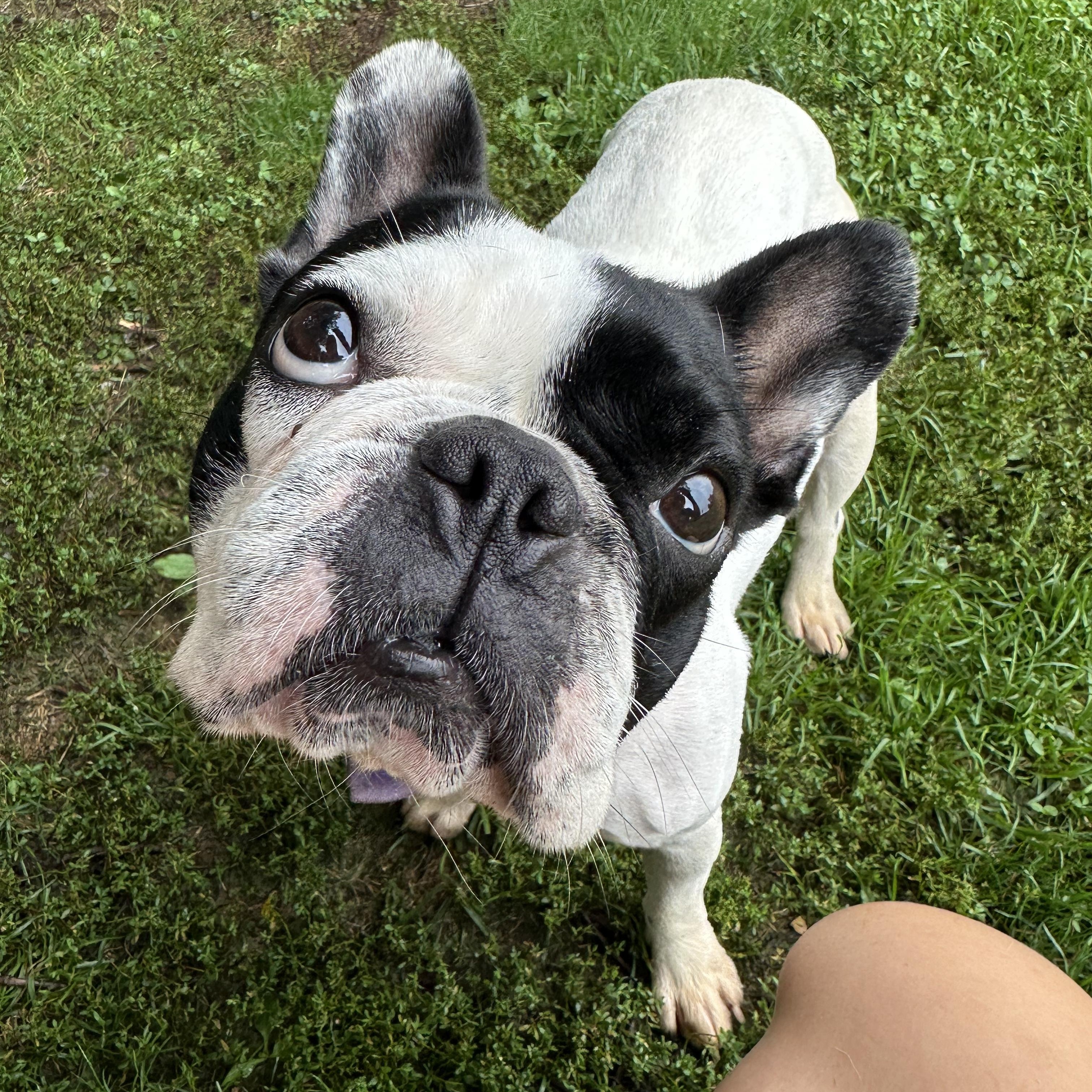 Enlarge Tinkerbell, an adopted Boston Terrier in Myerstown, PA image 2/4