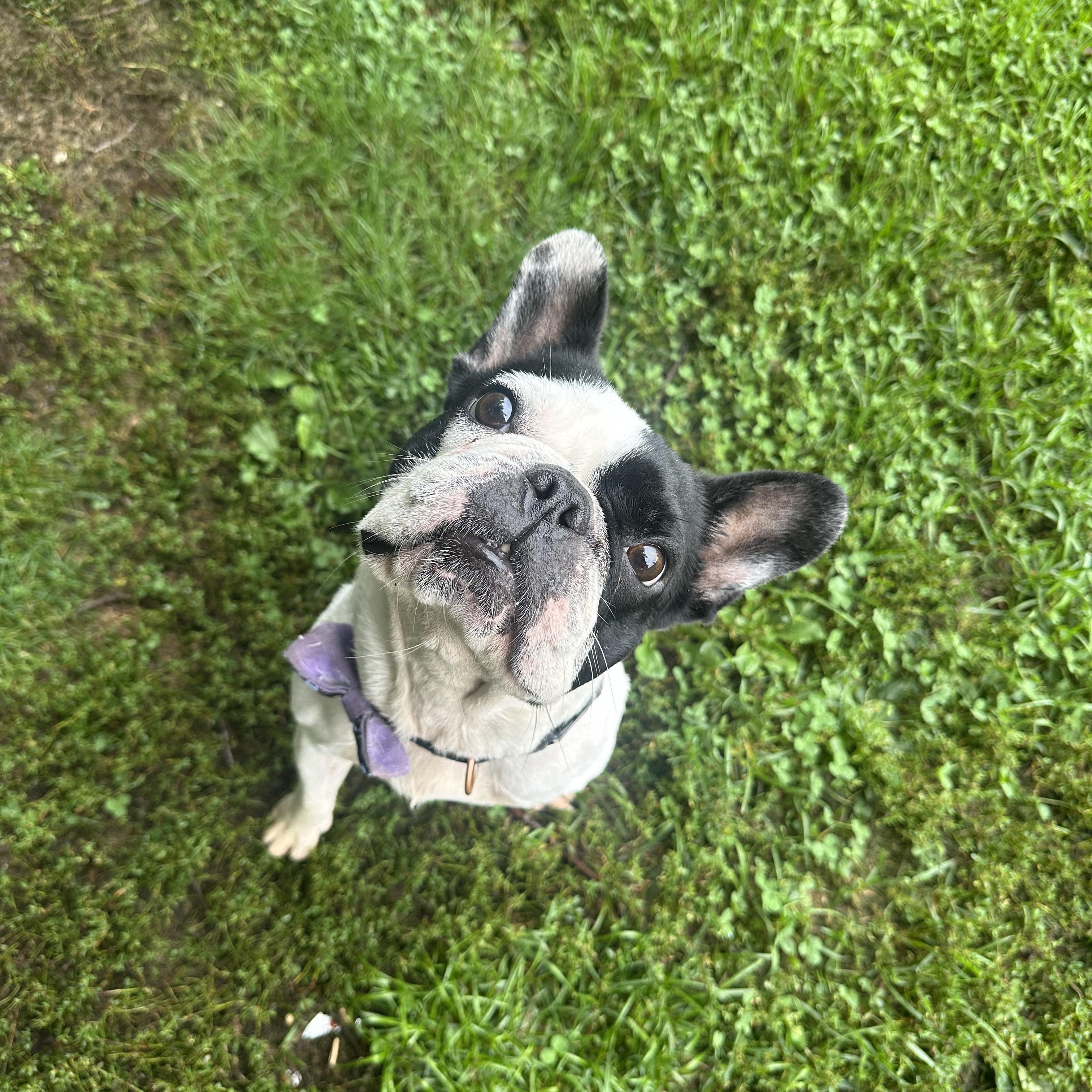 Enlarge Tinkerbell, an adopted Boston Terrier in Myerstown, PA image 3/4