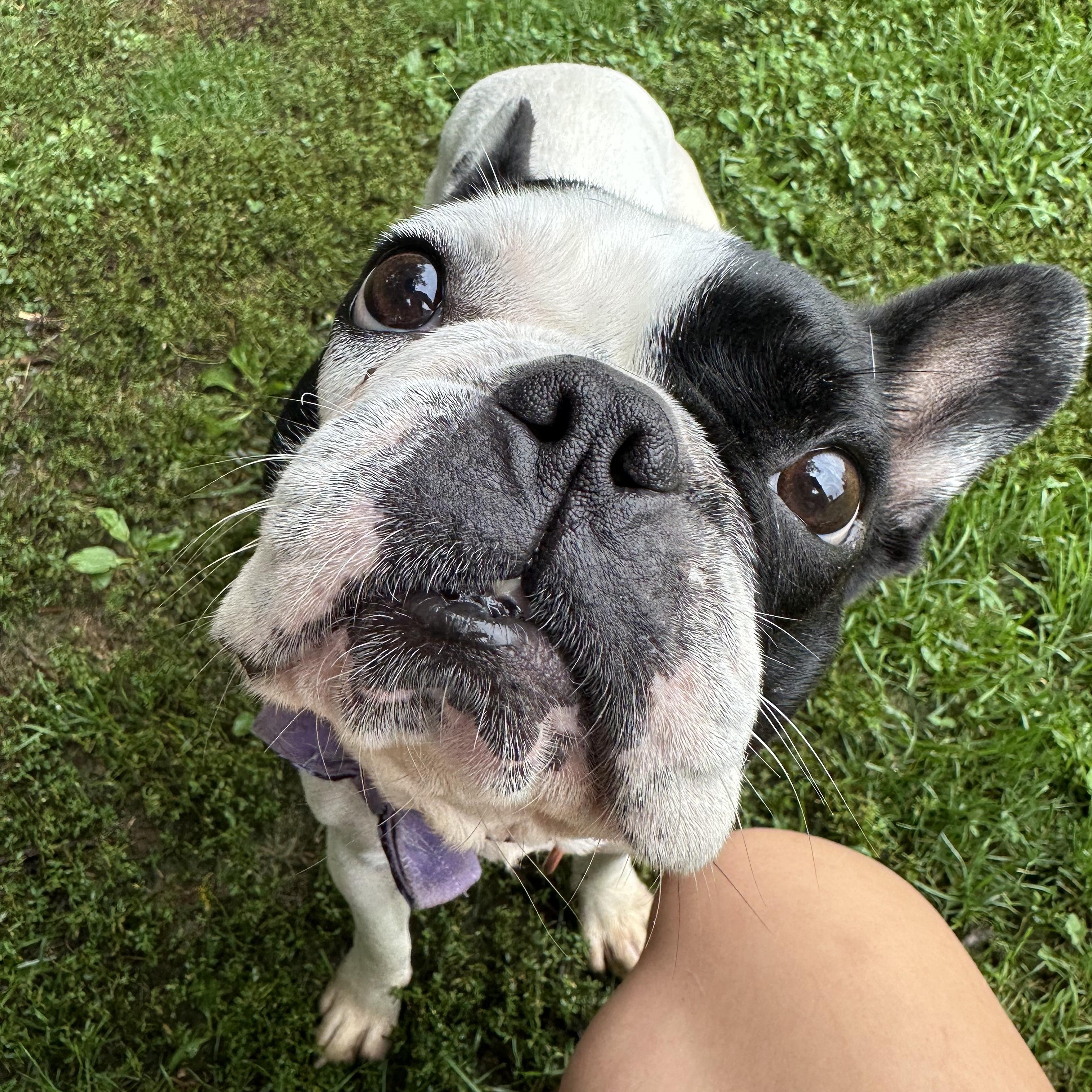 Enlarge Tinkerbell, an adopted Boston Terrier in Myerstown, PA image 4/4