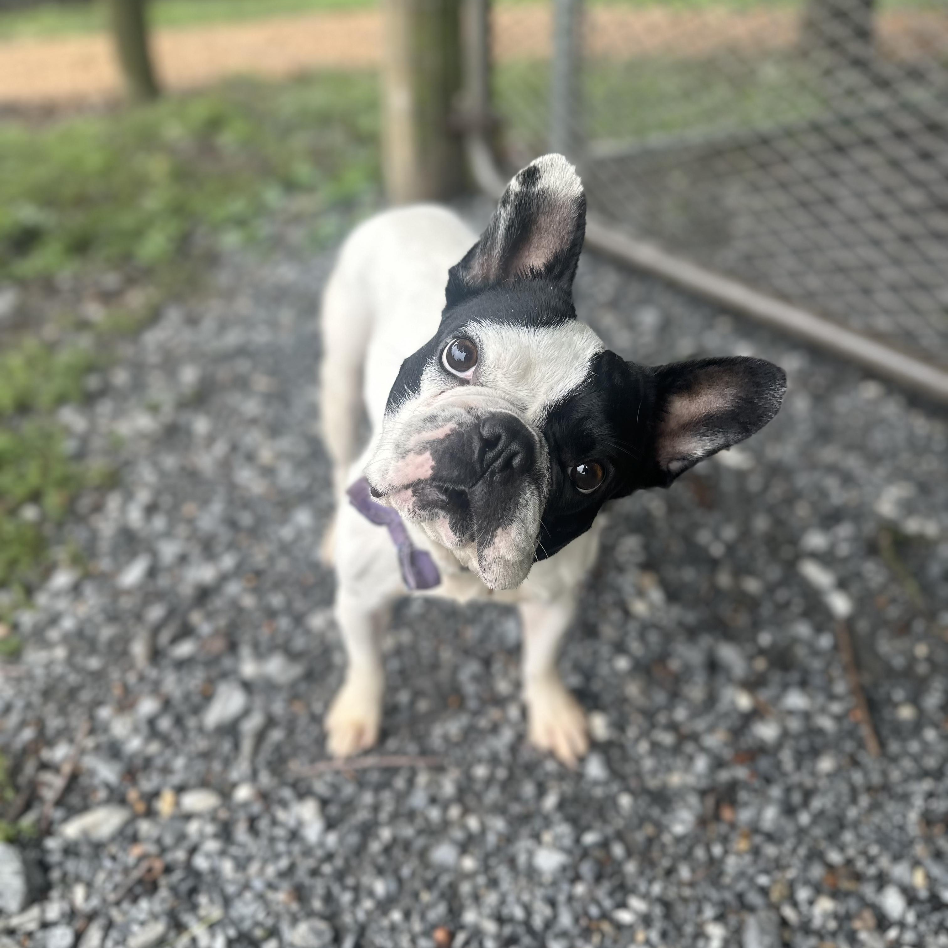 Tinkerbell, adopted, Adult Female Boston Terrier.