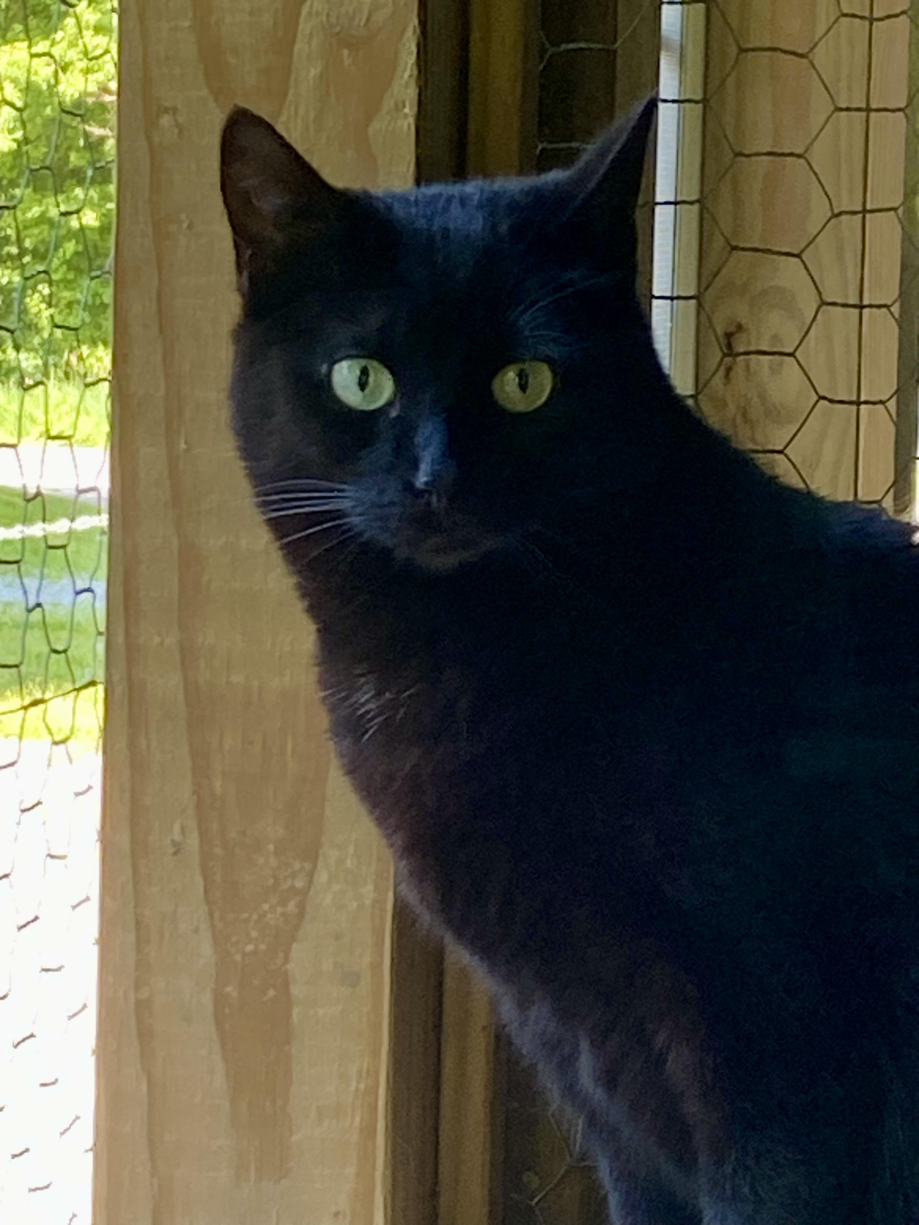 Sparky, a Adoptable Domestic Short Hair in Fredericksburg, OH image 4/4