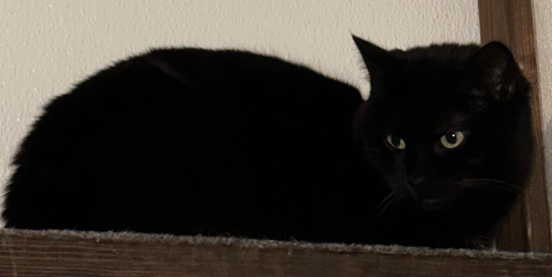 Sparky, a Adoptable Domestic Short Hair in Fredericksburg, OH image 3/4