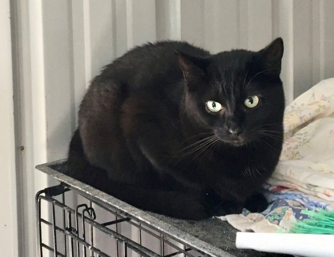 Enlarge Sparky, a Adoptable Domestic Short Hair in Fredericksburg, OH image 1/1