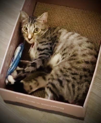 Enlarge Axel (Pounce Cat Cafe), a Adoptable mixed breed in Savannah, GA image 1/2
