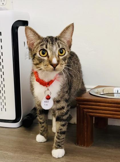 Enlarge Axel (Pounce Cat Cafe), a Adoptable mixed breed in Savannah, GA image 2/2