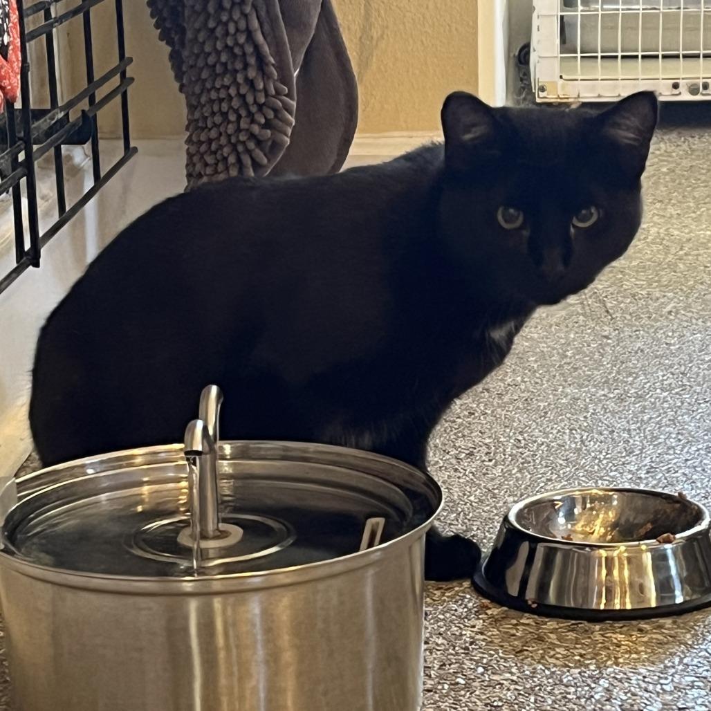 Domino, a Adoptable Domestic Short Hair in Folsom, LA image 1/2