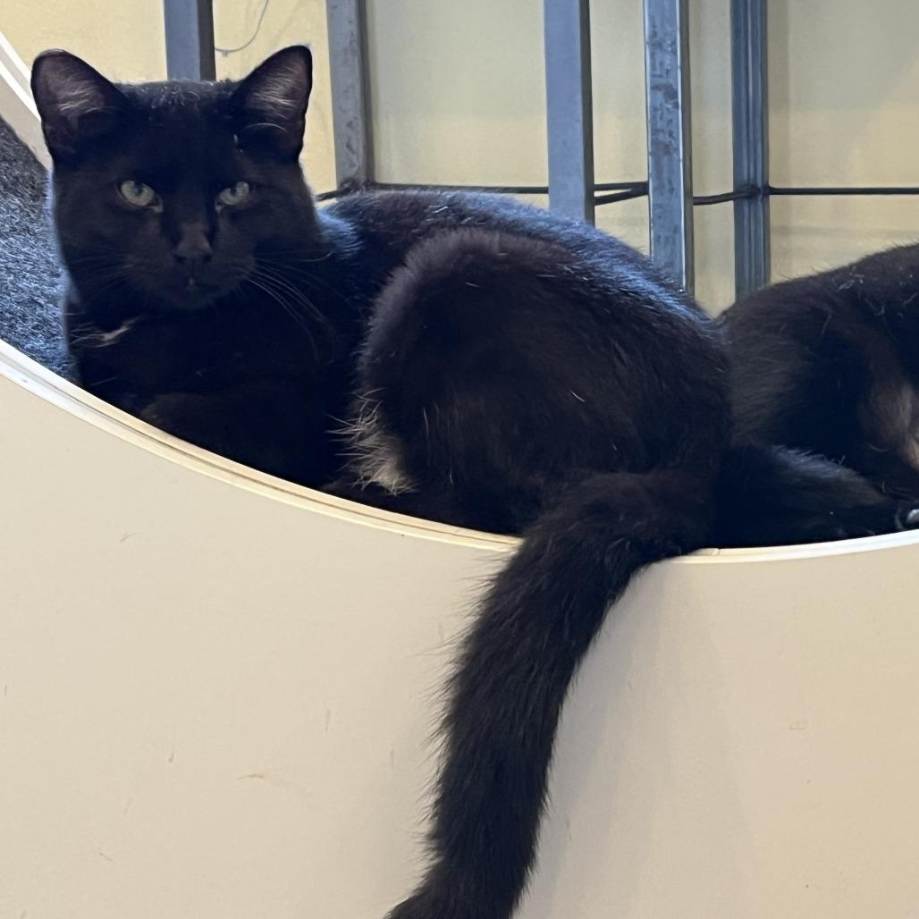 Domino, a Adoptable Domestic Short Hair in Folsom, LA image 2/2