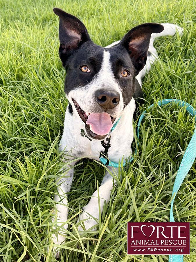 Enlarge Amber, a Adoptable mixed breed in Marina Del Rey, CA image 4/5