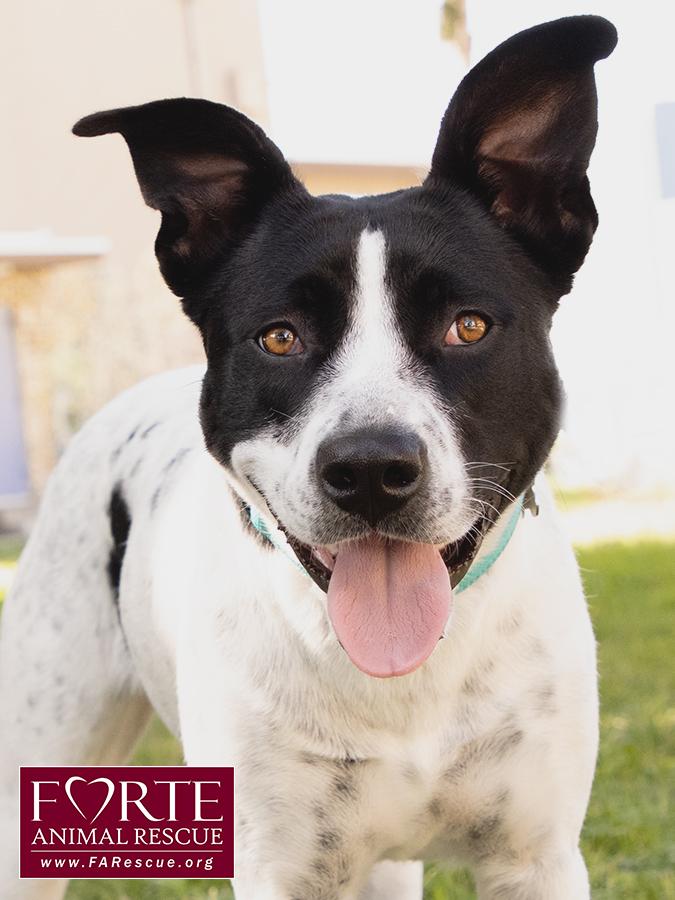 Enlarge Amber, a Adoptable mixed breed in Marina Del Rey, CA image 5/5