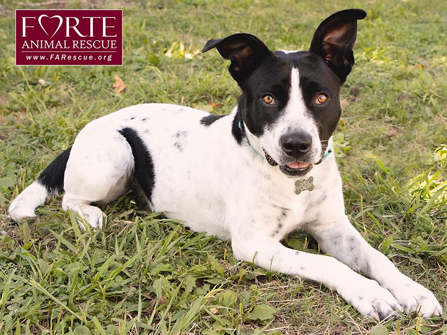 Amber, Adoptable, Young Female Cattle Dog & Border Collie.