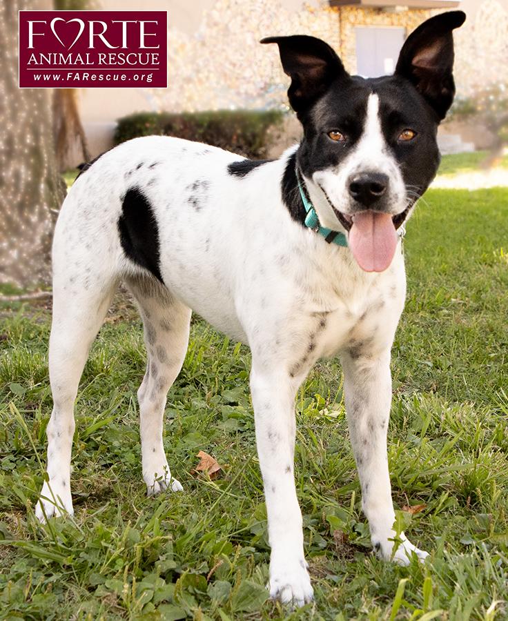 Enlarge Amber, a Adoptable mixed breed in Marina Del Rey, CA image 3/5