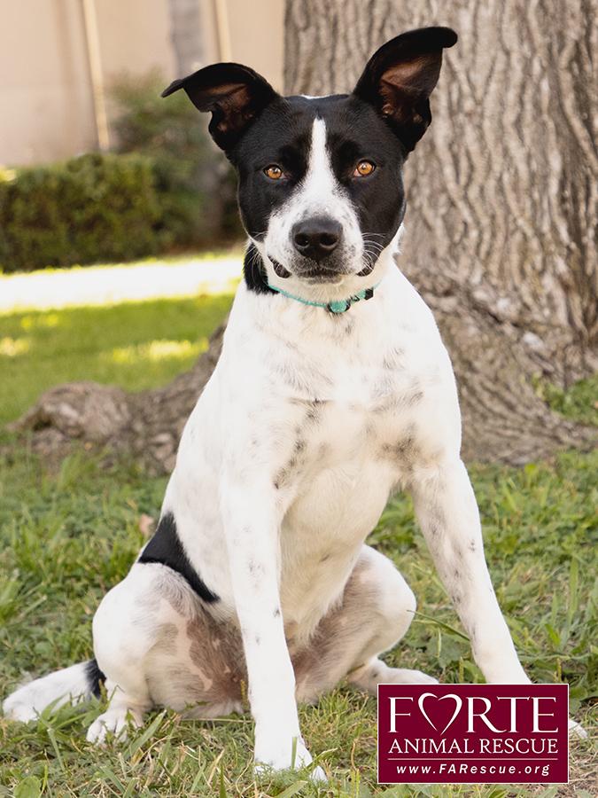 Enlarge Amber, a Adoptable mixed breed in Marina Del Rey, CA image 2/5