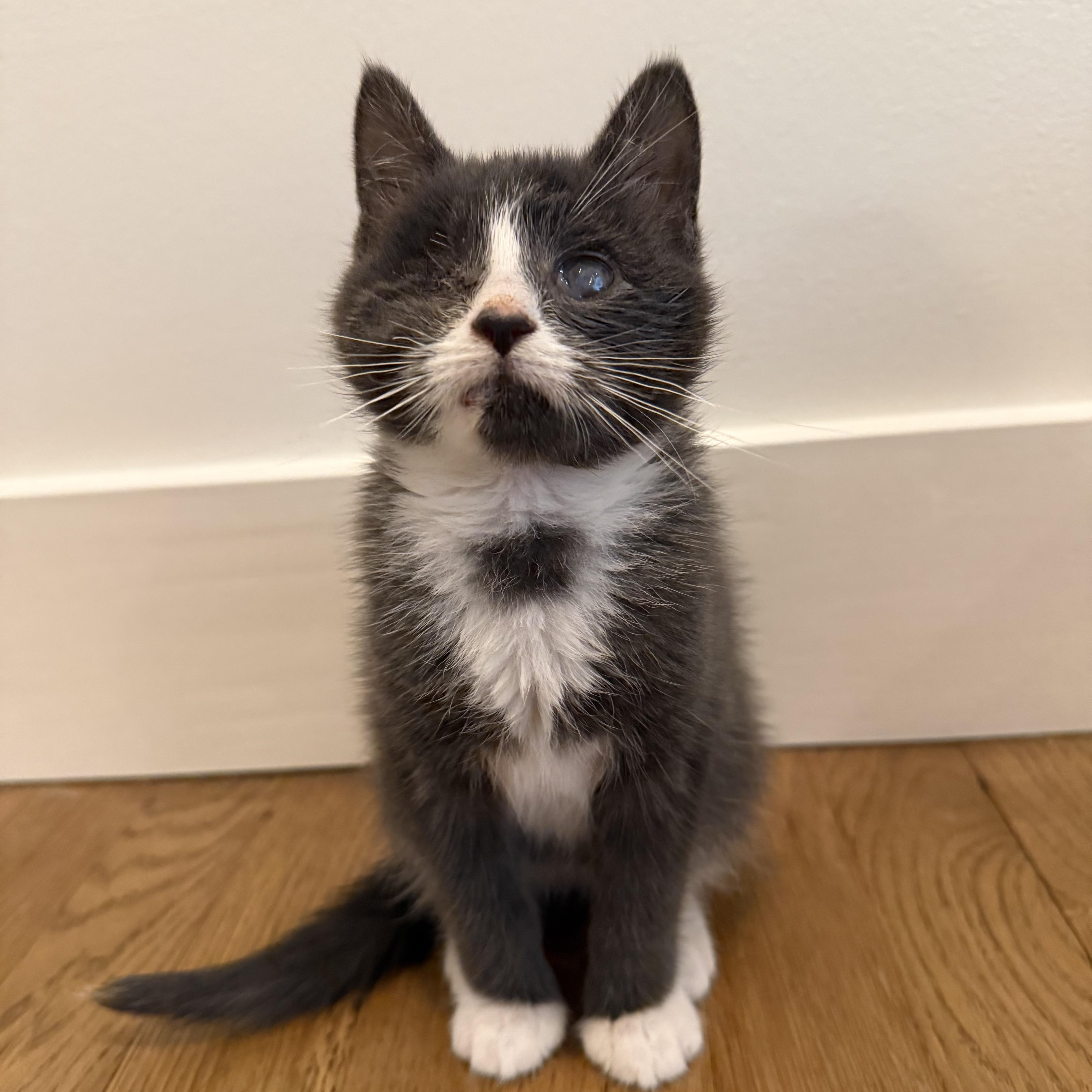 Enlarge Whisp, a Adopted Domestic Short Hair in Nutley, NJ image 3/3