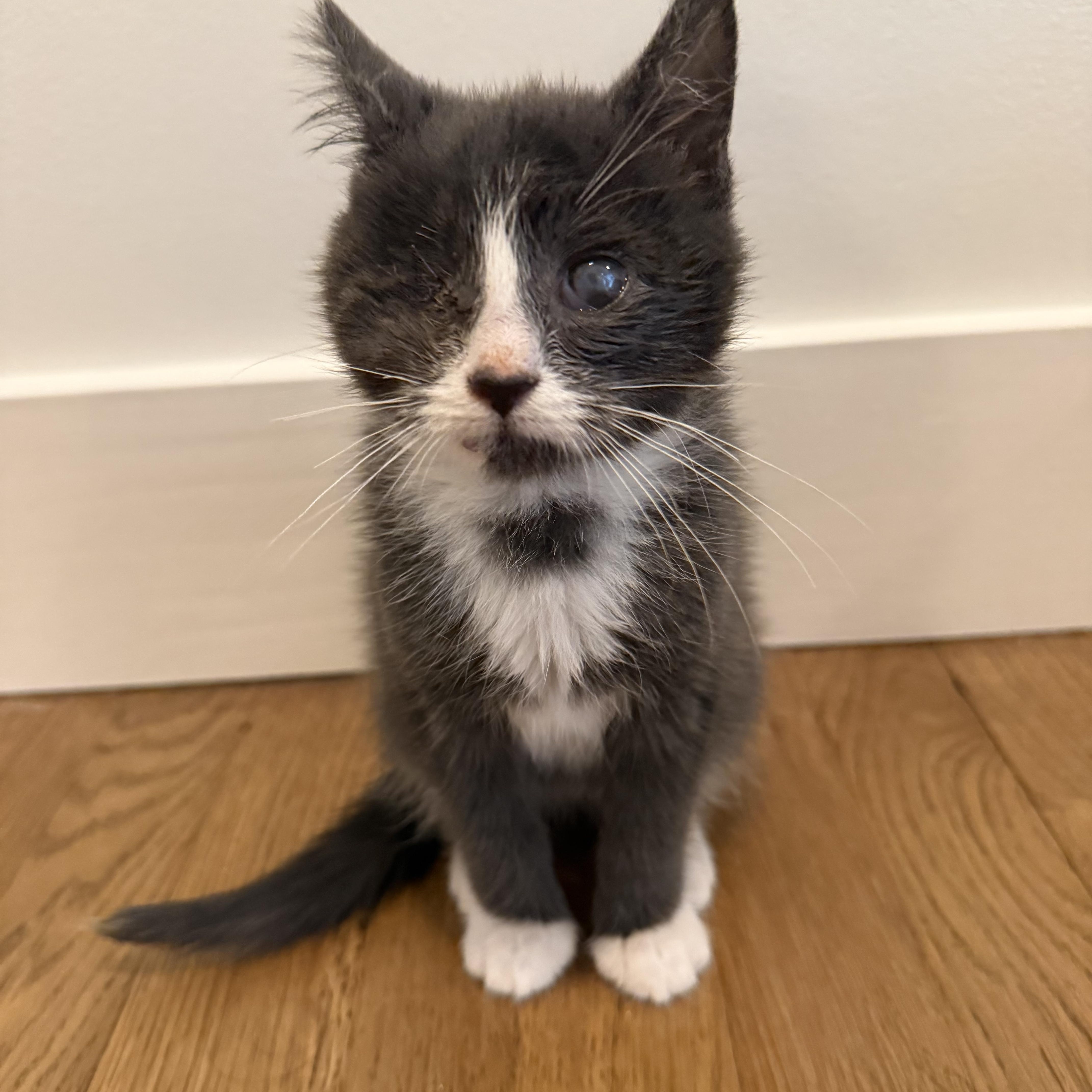 Enlarge Whisp, a Adopted Domestic Short Hair in Nutley, NJ image 1/3