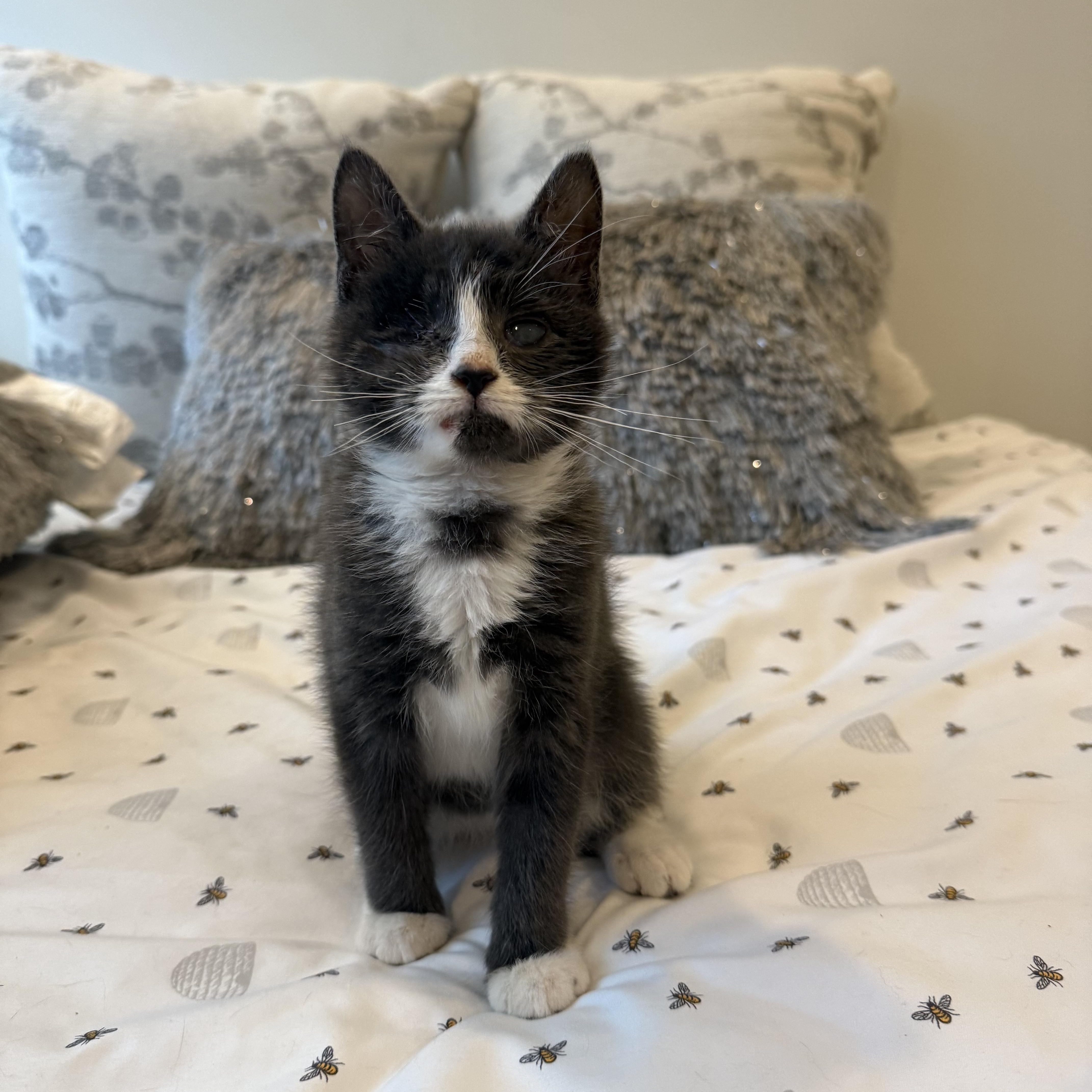 Enlarge Whisp, a Adopted Domestic Short Hair in Nutley, NJ image 2/3