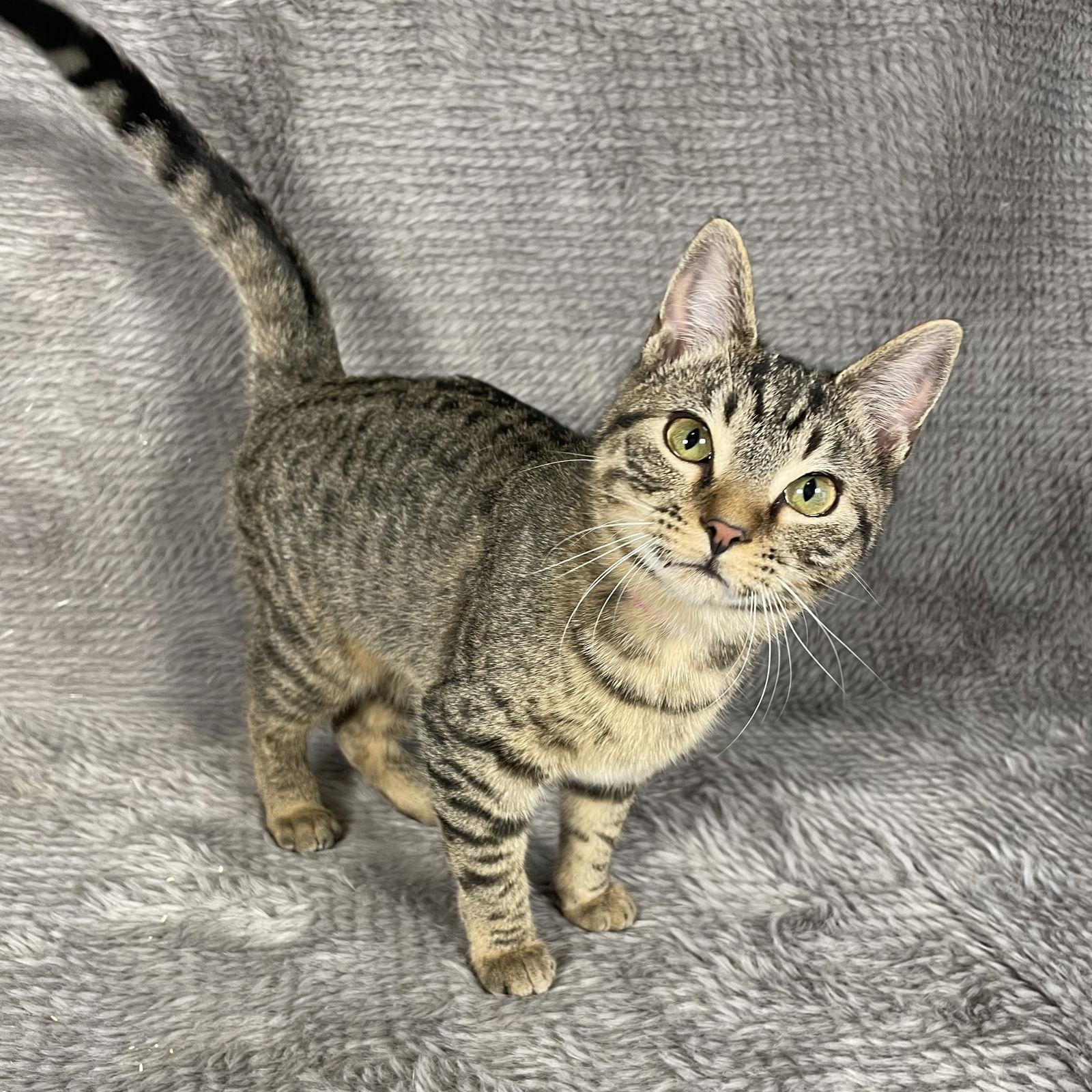 Skyline - Andrea foster, Adoptable, Young Female Domestic Short Hair.