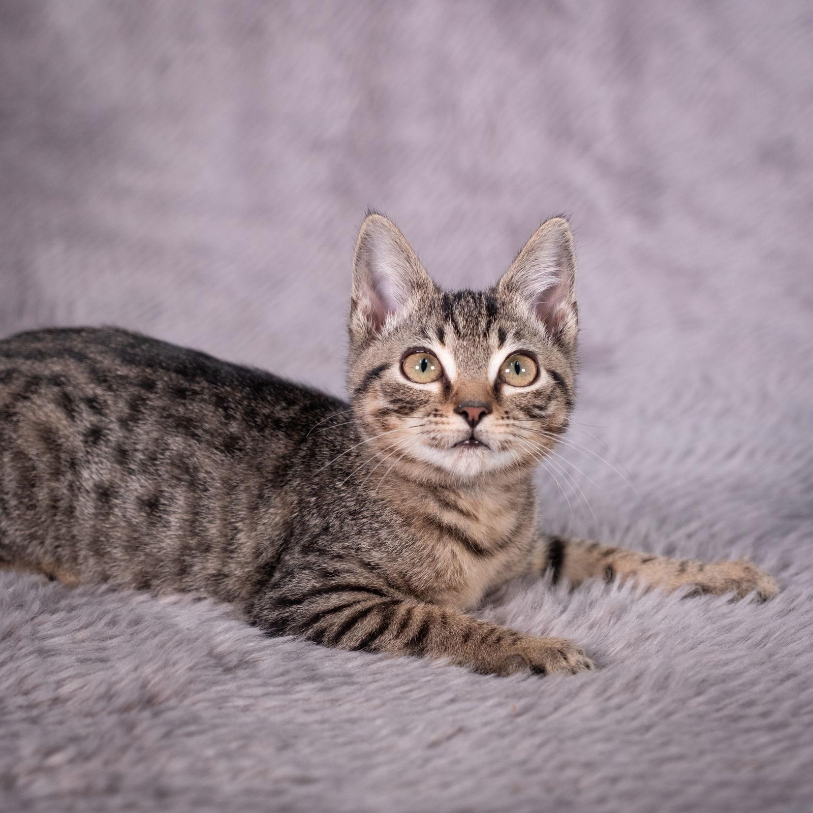 Enlarge Skyline - Andrea foster, a Adoptable Domestic Short Hair in Social Circle, GA image 1/3