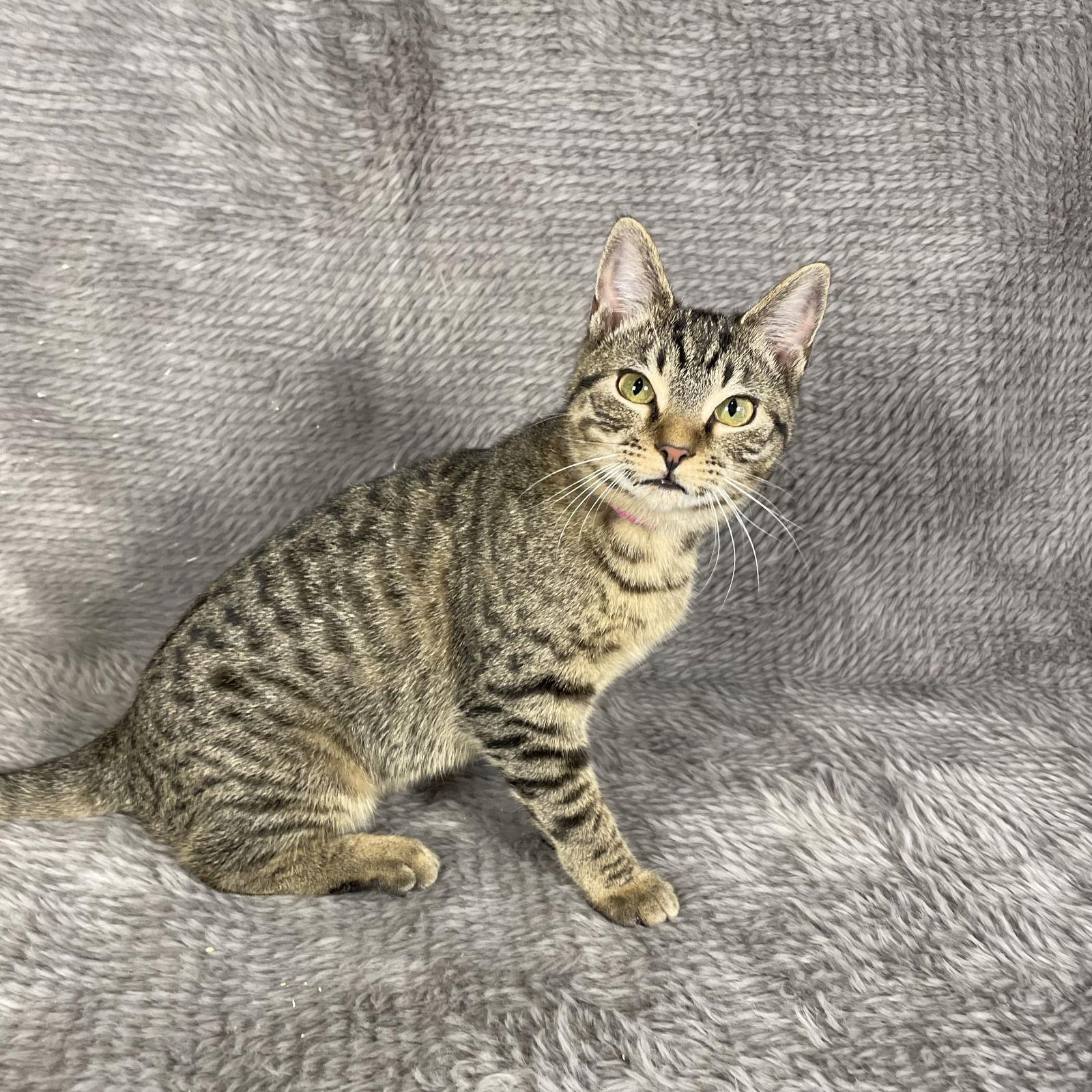 Enlarge Skyline - Andrea foster, a Adoptable Domestic Short Hair in Social Circle, GA image 2/3