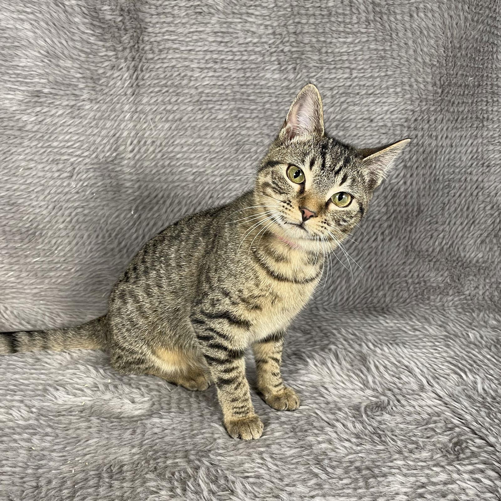 Enlarge Skyline - Andrea foster, a Adoptable Domestic Short Hair in Social Circle, GA image 3/3