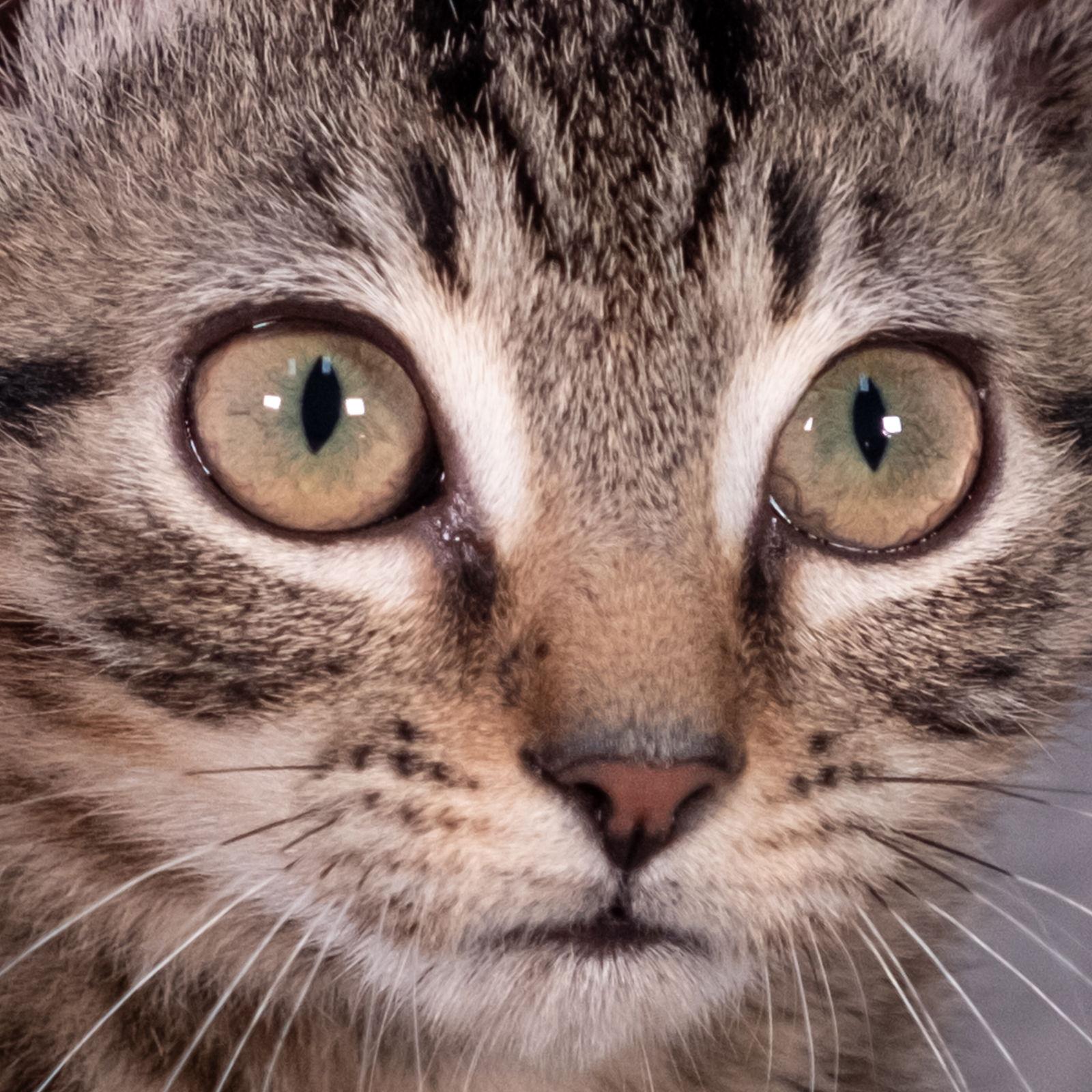 Enlarge Skyline - Andrea foster, a Adoptable Domestic Short Hair in Social Circle, GA image 3/3