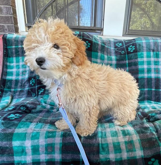 Bentley