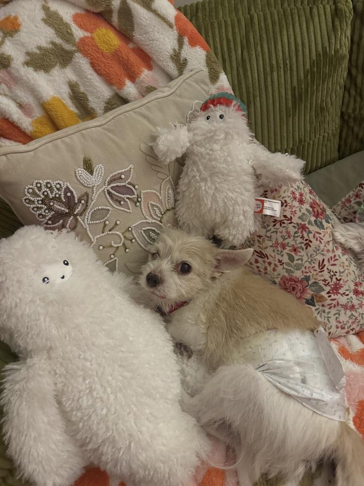 Sunny, Adoptable, Senior Male Chihuahua & Mixed Breed.