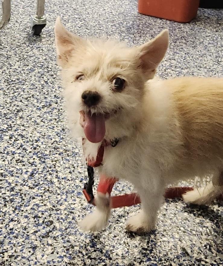 Enlarge Sunny, a Adoptable mixed breed in New York, NY image 2/6