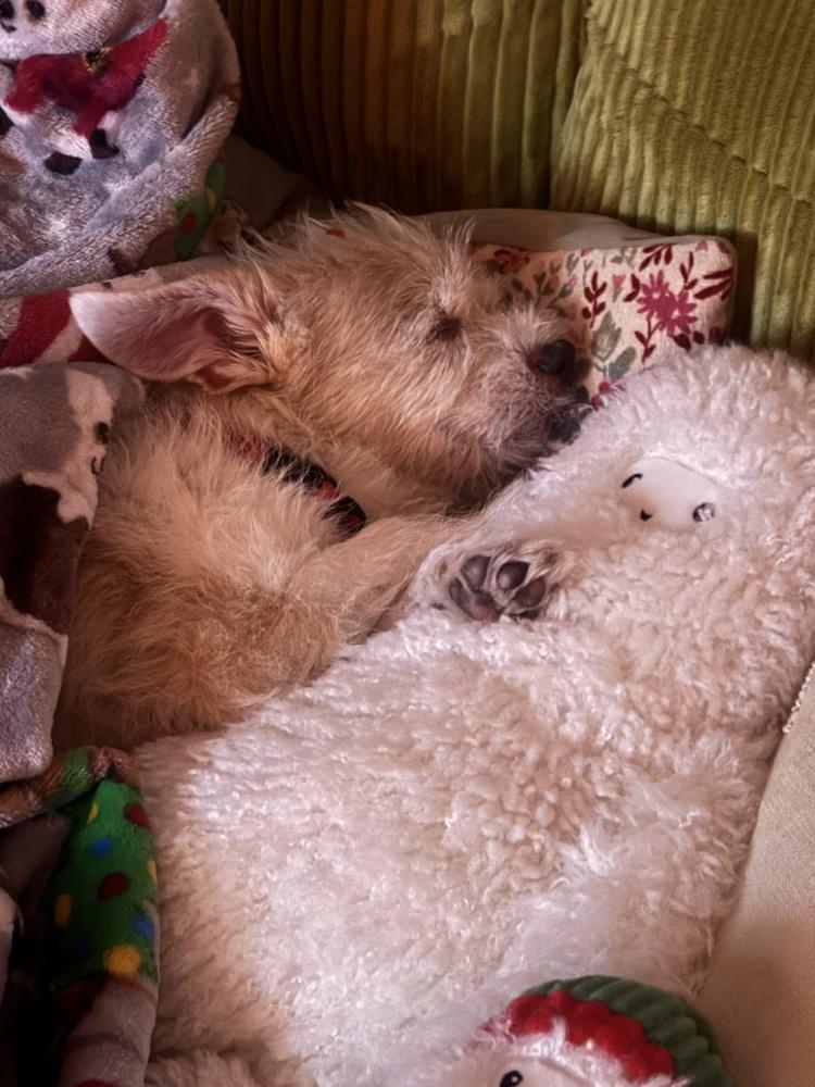 Enlarge Sunny, a Adoptable mixed breed in New York, NY image 3/6