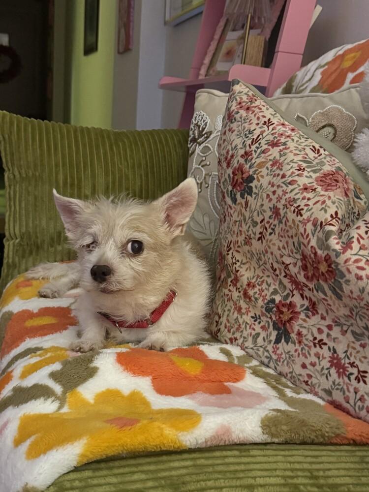 Enlarge Sunny, a Adoptable mixed breed in New York, NY image 4/6