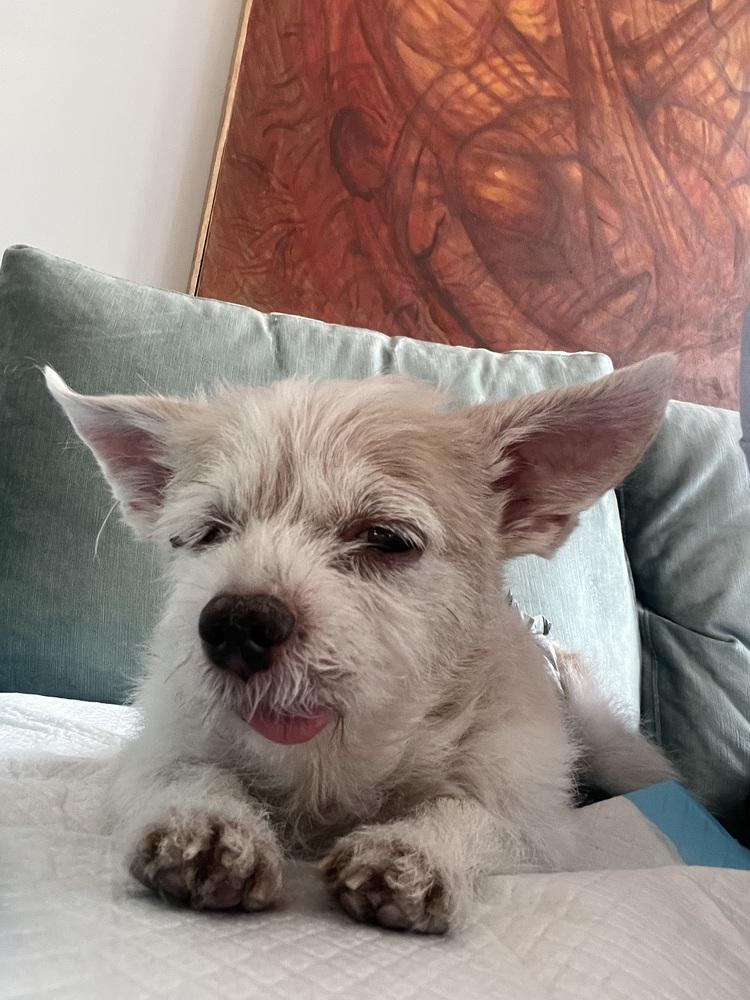 Enlarge Sunny, a Adoptable mixed breed in New York, NY image 5/6