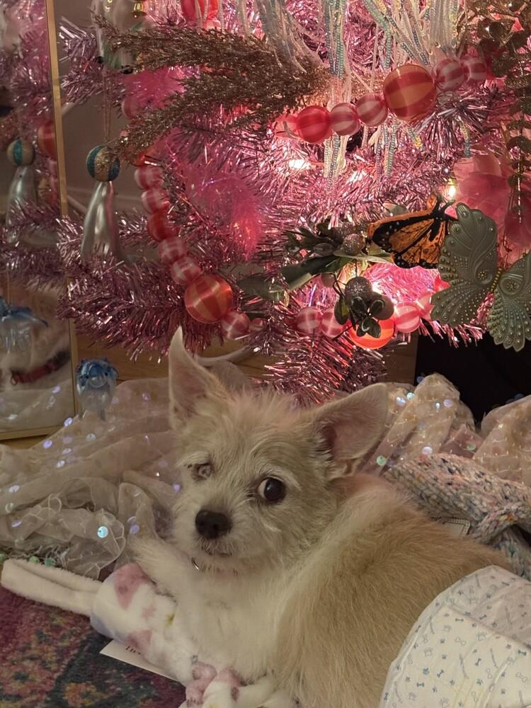 Enlarge Sunny, a Adoptable mixed breed in New York, NY image 6/6