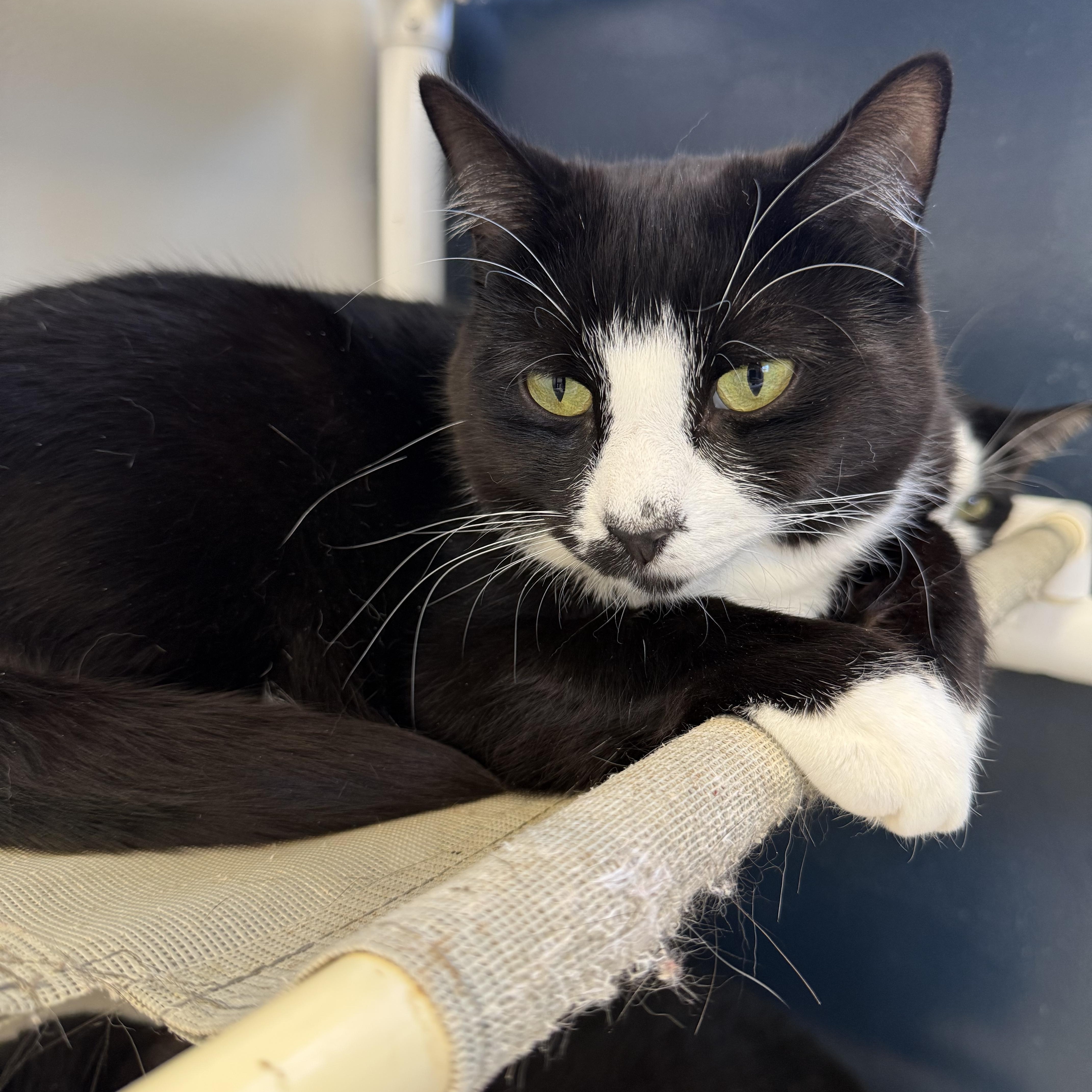 Billy, Adoptable, Young Male Tuxedo.