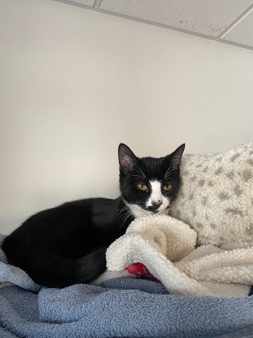 Enlarge Billy, a Adoptable Tuxedo in North Haven, CT image 1/1