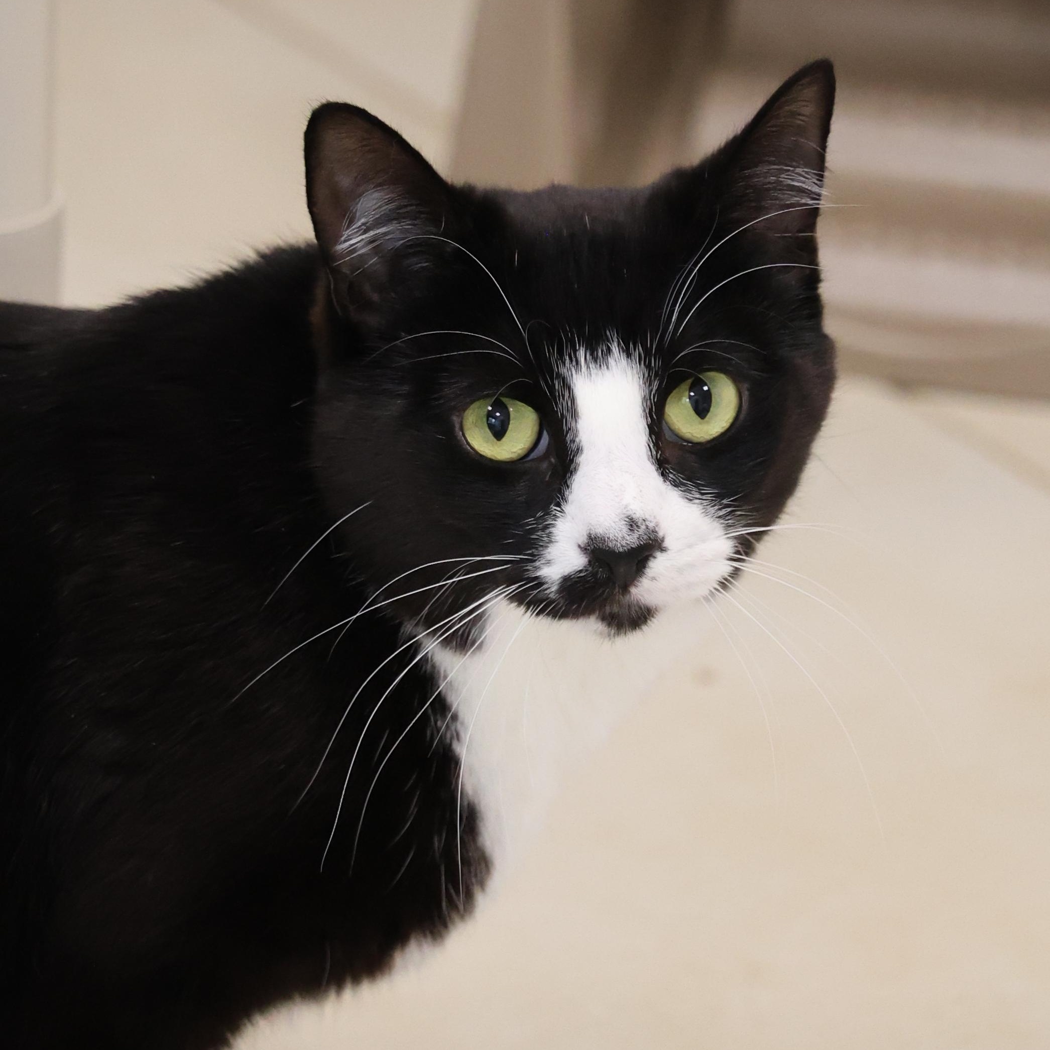 Billy, Adoptable, Young Male Tuxedo.