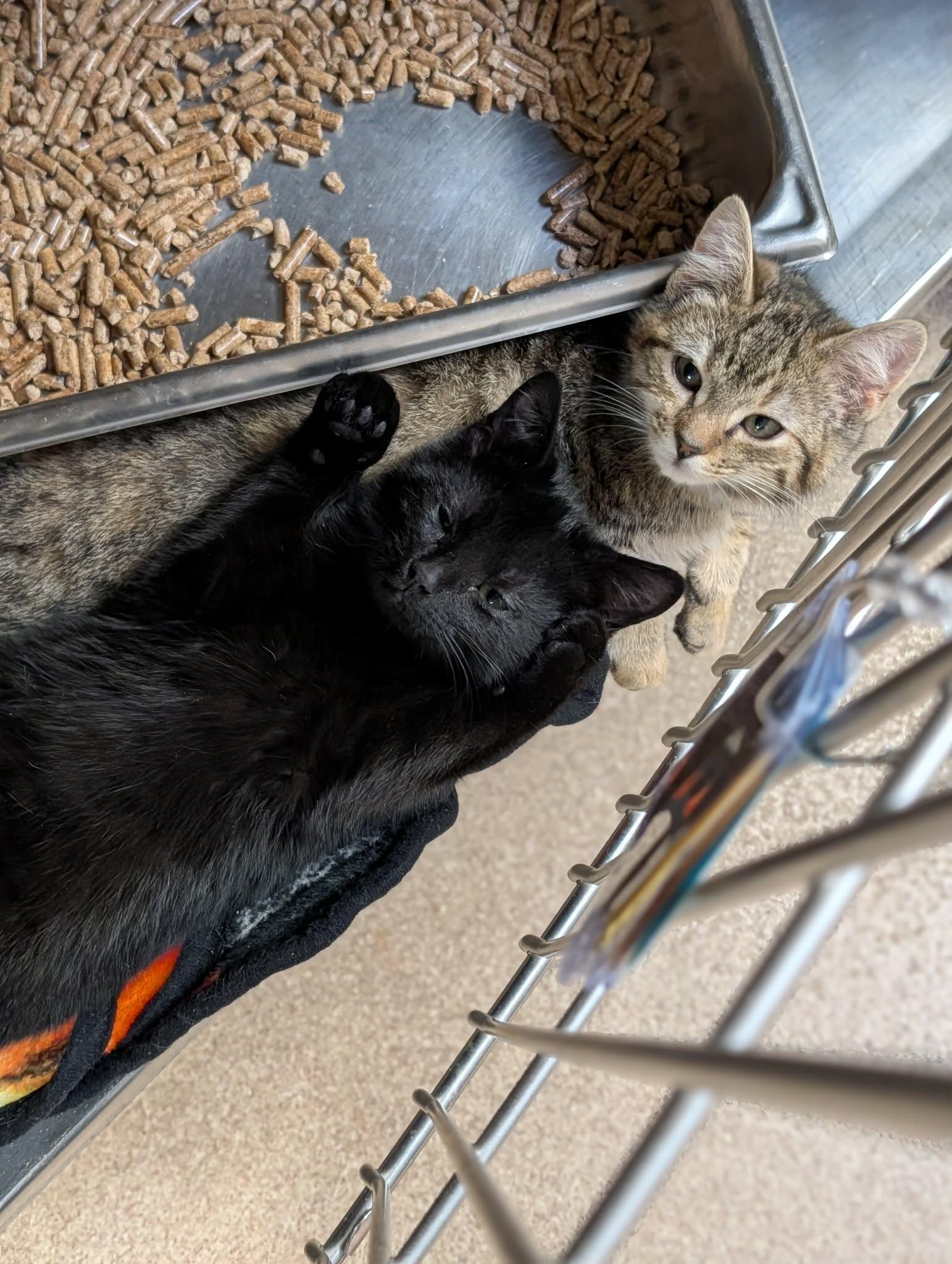 Anastasia, ADOPTABLE, Kitten Female Domestic Short Hair.