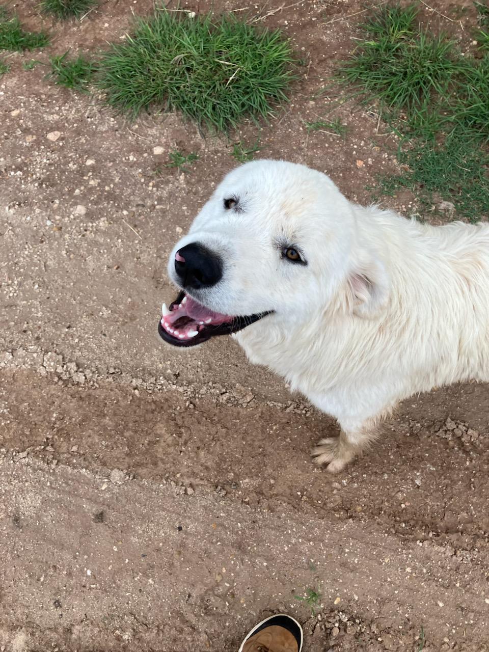 Enlarge Yeti, a Adoptable Great Pyrenees in Anton, TX image 1/1