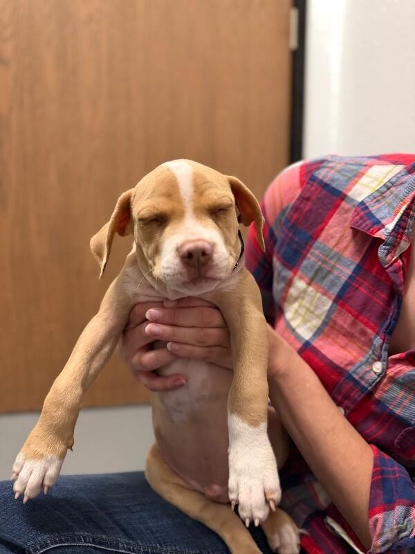 Angel, Adopted, Puppy Male Pit Bull Terrier & Mixed Breed.