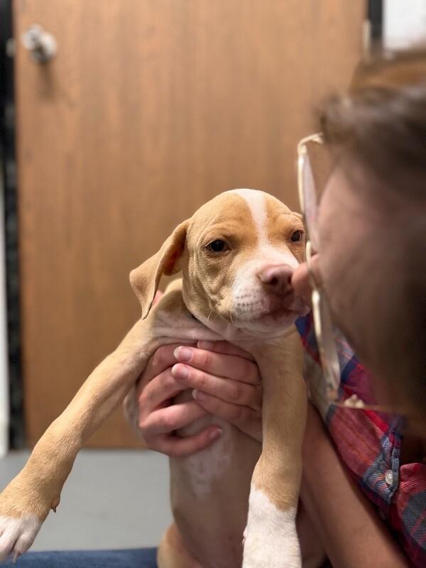 Enlarge Angel, a Adopted mixed breed in Van Nuys, CA image 2/6