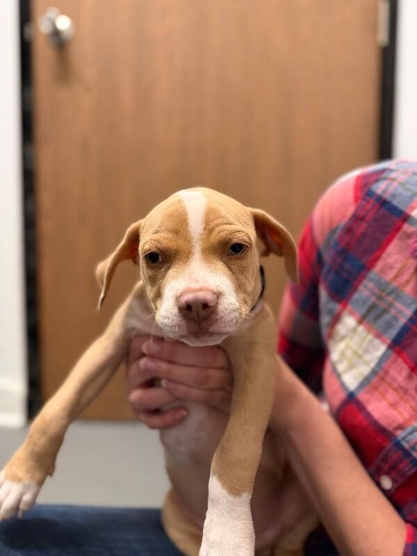 Enlarge Angel, a Adopted mixed breed in Van Nuys, CA image 3/6