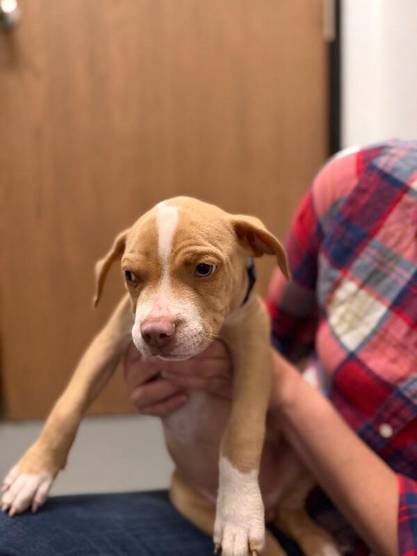 Enlarge Angel, a Adopted mixed breed in Van Nuys, CA image 4/6