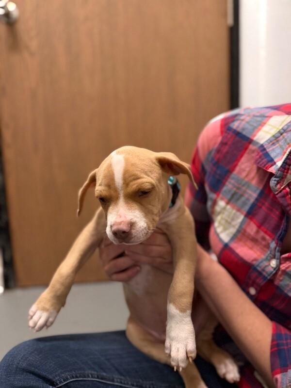 Enlarge Angel, a Adopted mixed breed in Van Nuys, CA image 5/6