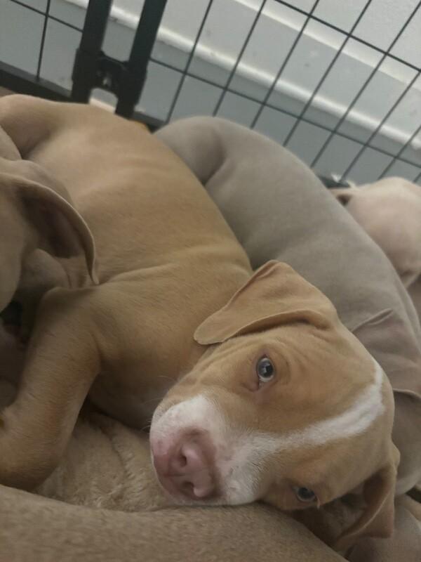Enlarge Angel, a Adopted mixed breed in Van Nuys, CA image 6/6