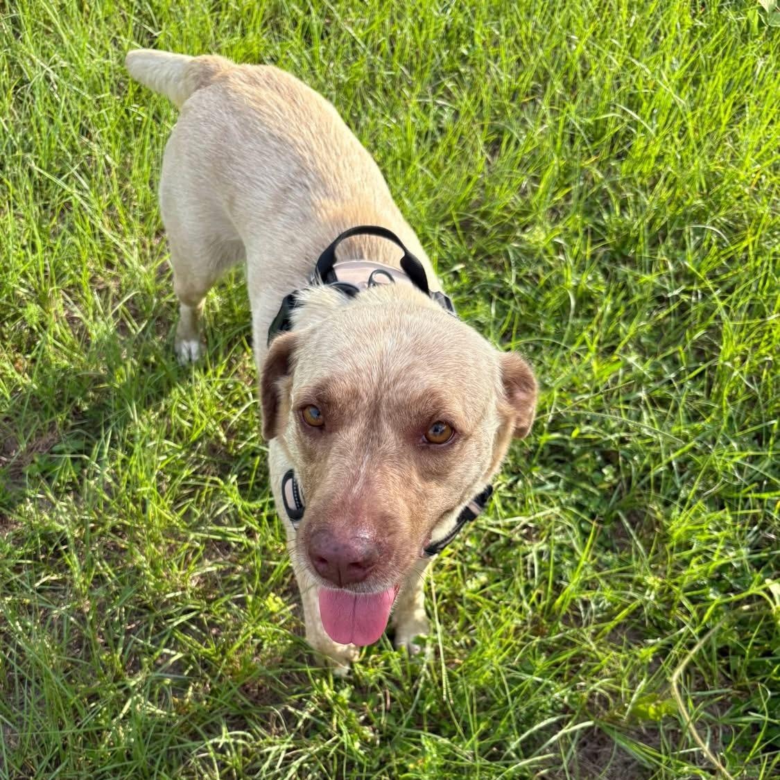 Enlarge Jordy, a Adoptable mixed breed in Brewton, AL image 2/2