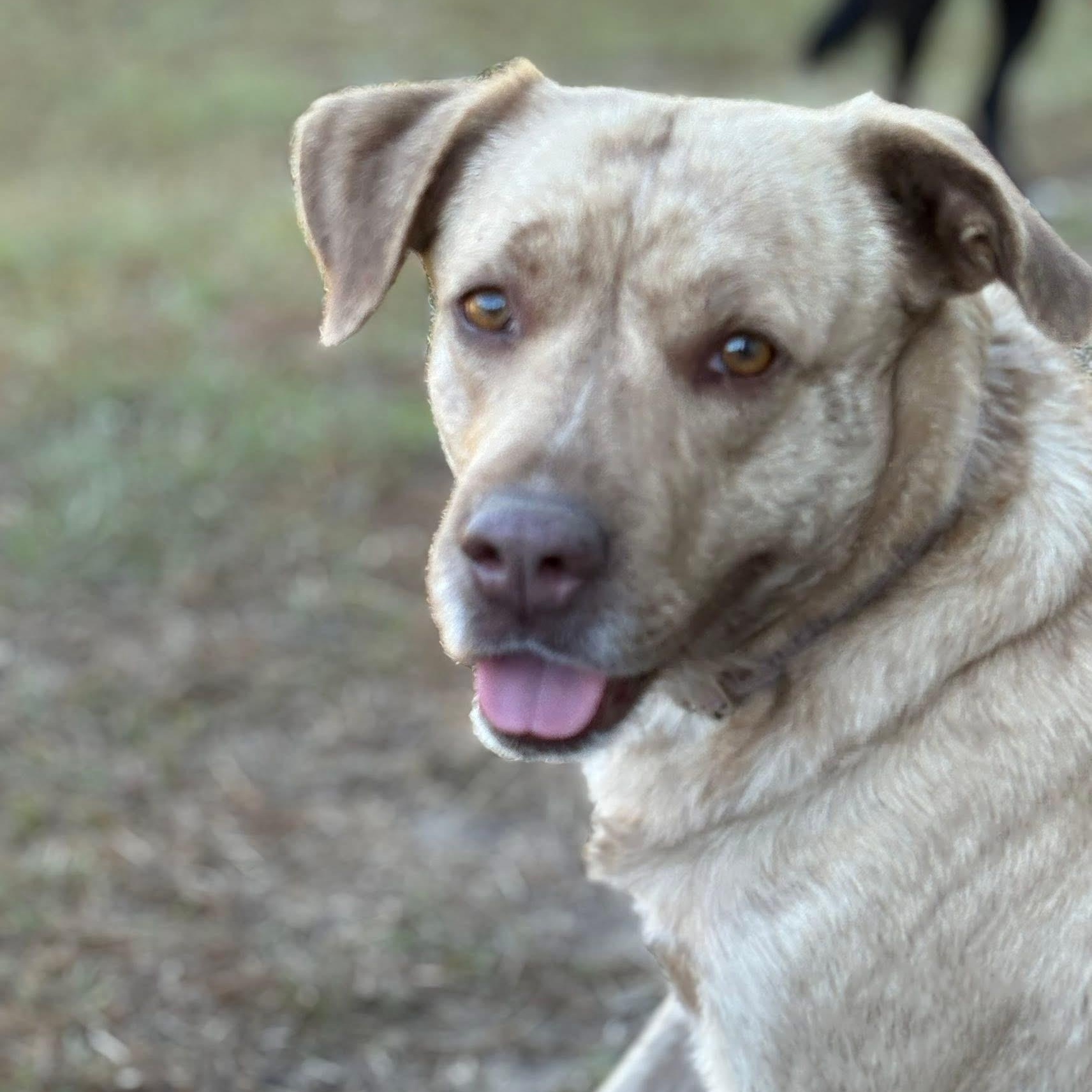 Jordy, Adoptable, Adult Female Labrador Retriever.