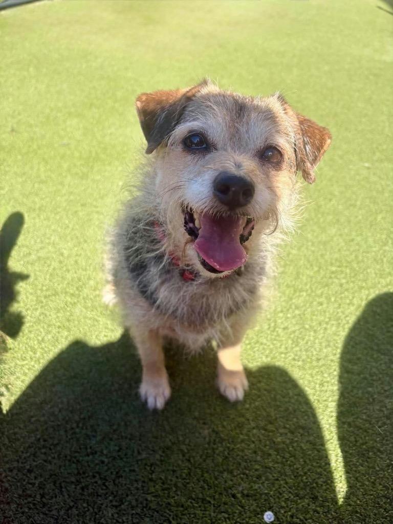 Annie, Adoptable, Adult Female Jack Russell Terrier.