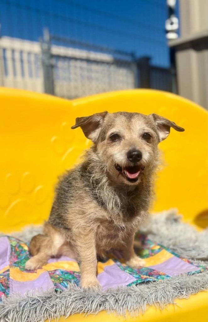 Enlarge Annie, a Adoptable Jack Russell Terrier in Liverpool, NY image 2/2