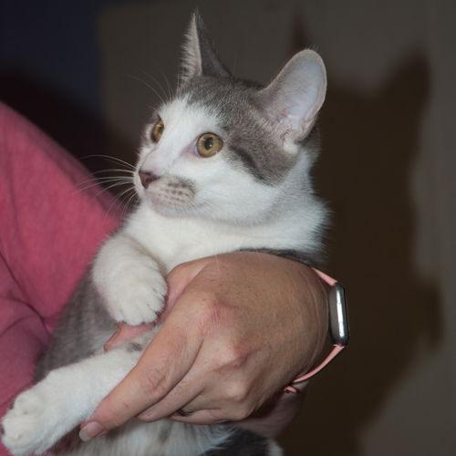 Enlarge Terry, a Adopted Domestic Short Hair in New Martinsville, WV image 1/3