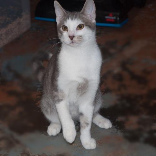Enlarge Terry, a Adopted Domestic Short Hair in New Martinsville, WV image 2/3