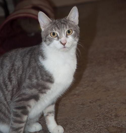 Enlarge Terry, a Adopted Domestic Short Hair in New Martinsville, WV image 3/3